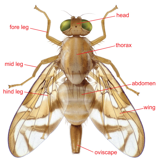 primary parts of body