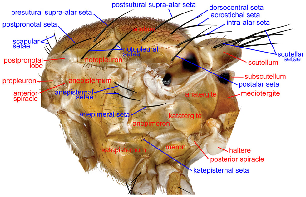 Thorax, lateral