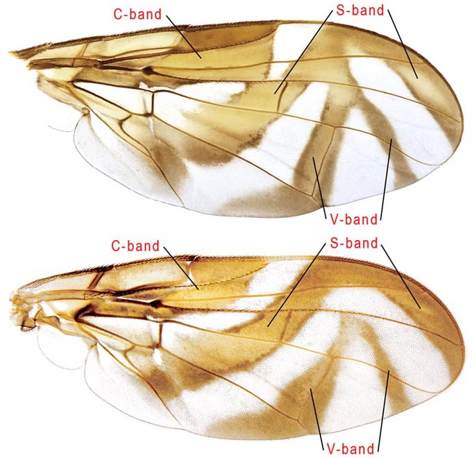 Wing pattern