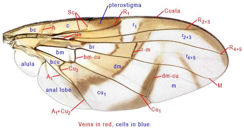 Wing venation