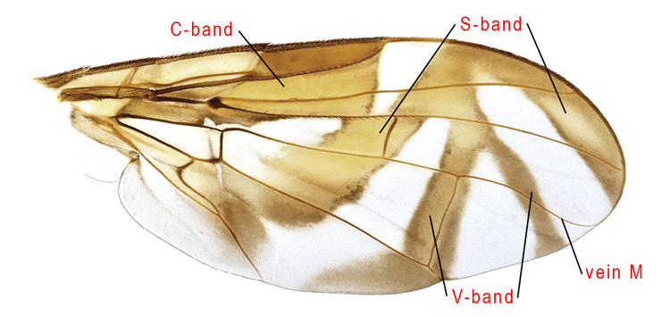 Anastrepha wing