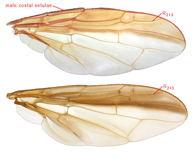 Toxotrypana wing