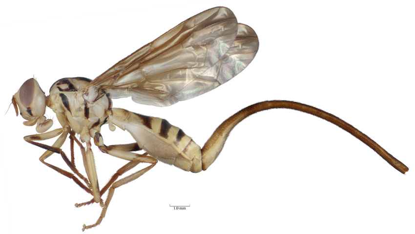 Toxotrypana habitus