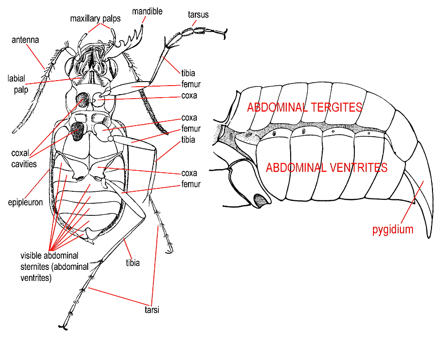 General morphology of Coleoptera, under side and lateral views