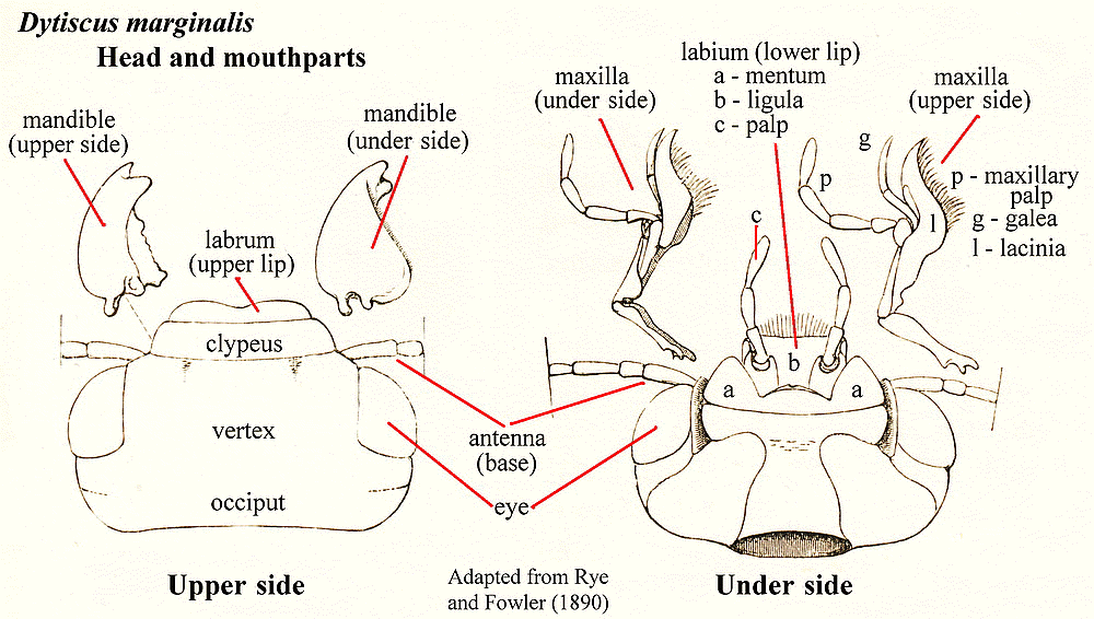 General morphology of Coleoptera, head and mouthparts
