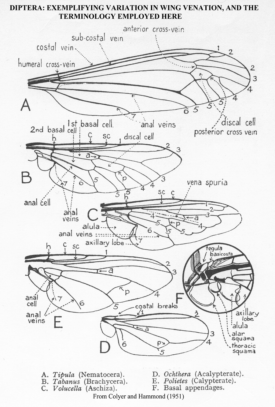 General morphology of Diptera, wing venation