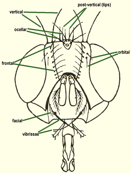 General morphology of Diptera, head bristles