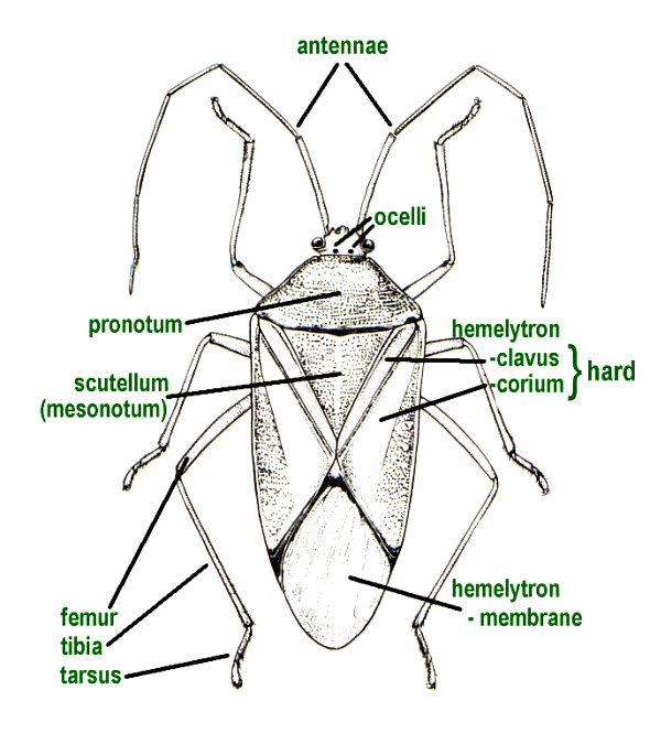 General morphology of Hemiptera, upper side