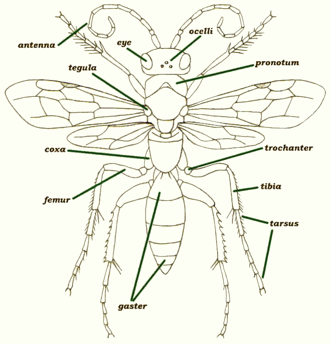 General morphology Hymenoptera, upper side