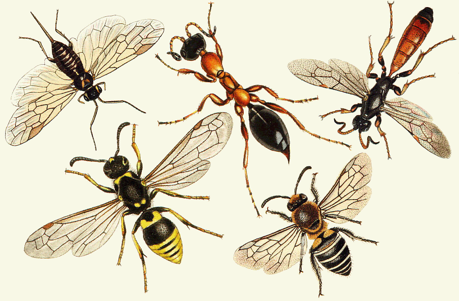 Some hymenopteran forms