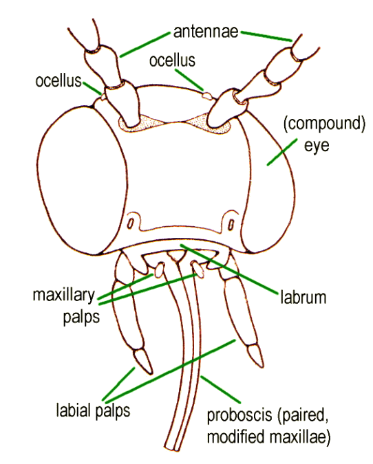 General morphology of Lepidoptera, head