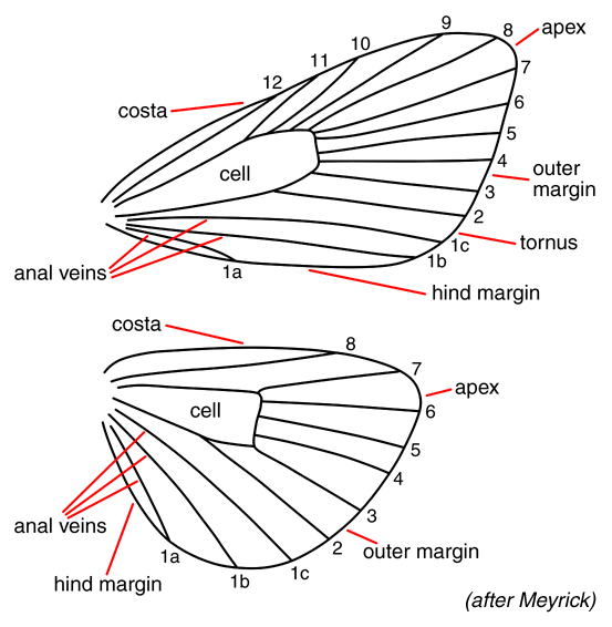 General morphology of Lepidoptera, wings including neuration