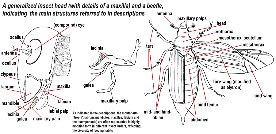 General morphology of insects