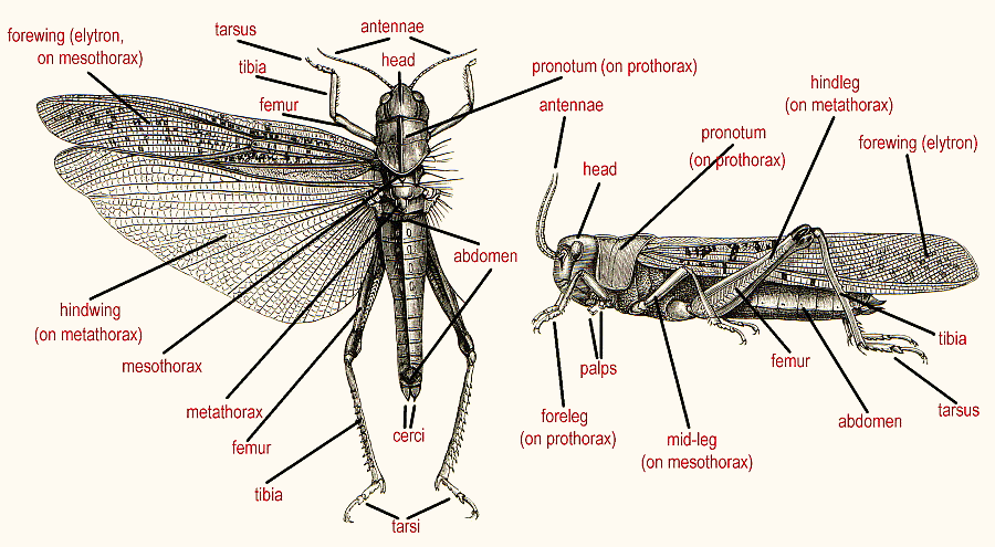 General morphology of Orthoptera>
</p>

<hr class=