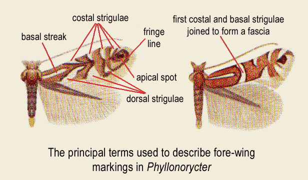 Fore-wing patterns in Phyllonorycter