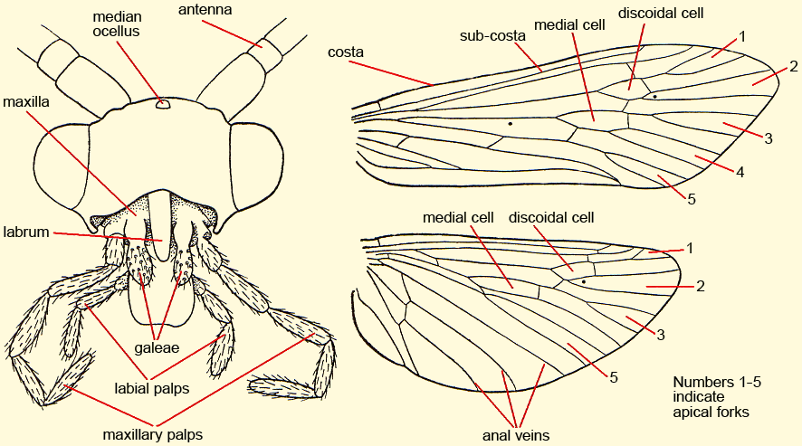 General morphology of Trichoptera, head and wings>
</p>

<hr class=