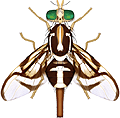 fruitfly